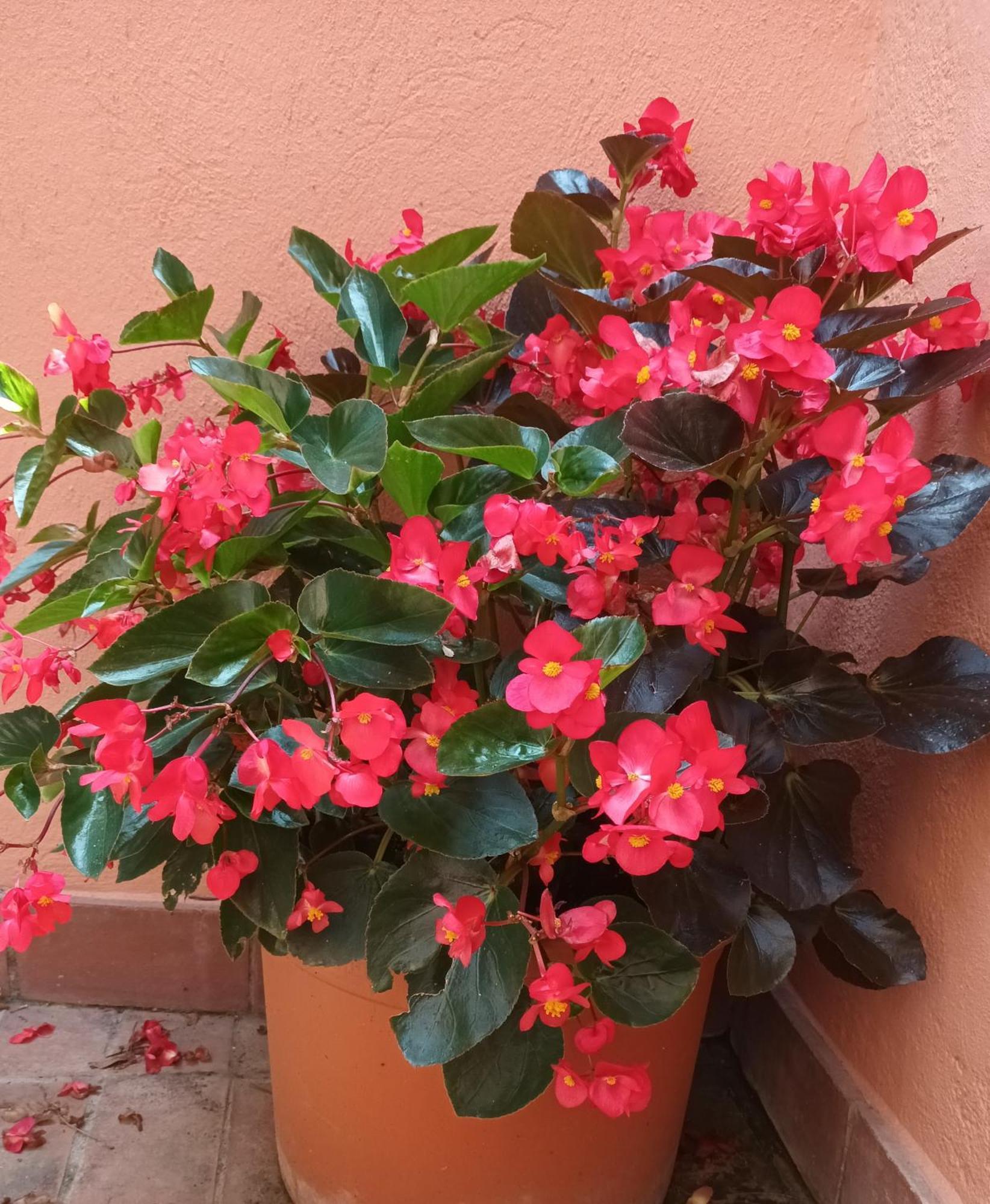 B&B Mar Y Montana Privado No Cocina Orrius Luaran gambar